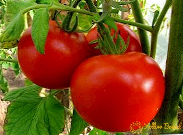 كيفية اختيار الطماطم للنمو؟