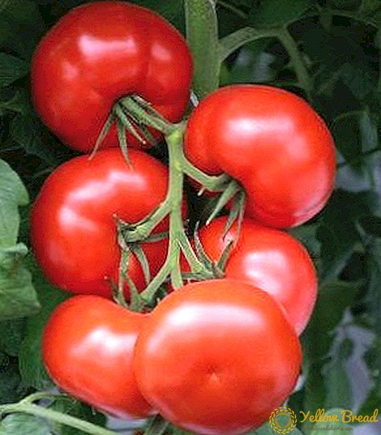 Hvordan man dyrker en tomat 