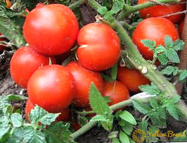 Cara kanggo tuwuh tomat 