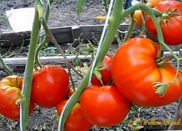 Cara kanggo tuwuh tomat 