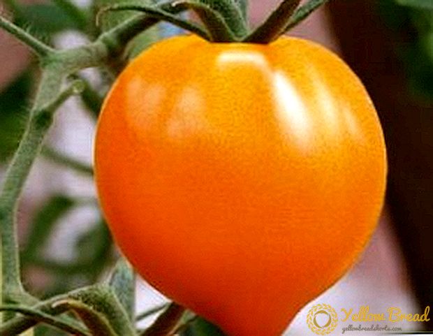 Kuidas kasvatada tomatiid 