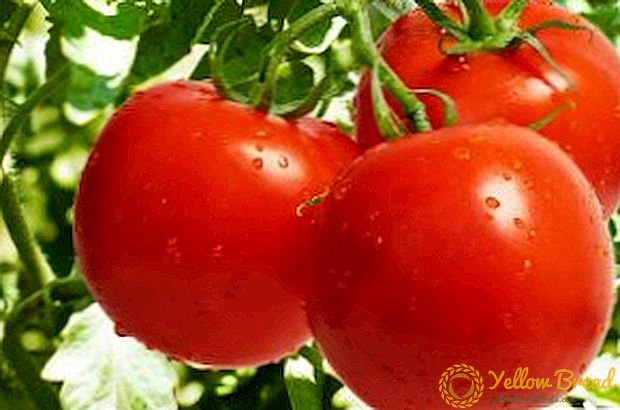 Cara menanam tomat 