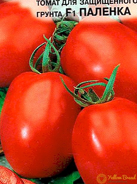 Indeterminate-type hybrid para sa protektadong lupa: Palenka tomatoes