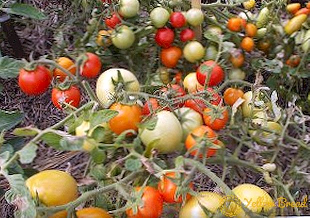 Stort frukt undersized sortiment av tomater Uppenbarligen osynlig
