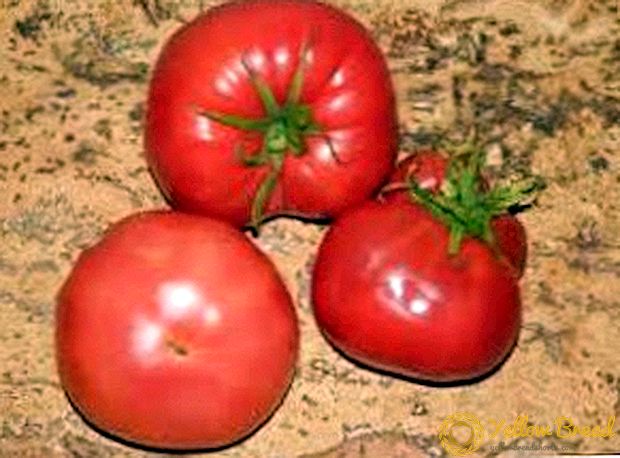 오픈 그라운드를위한 중간 등급의 다양한 토마토 