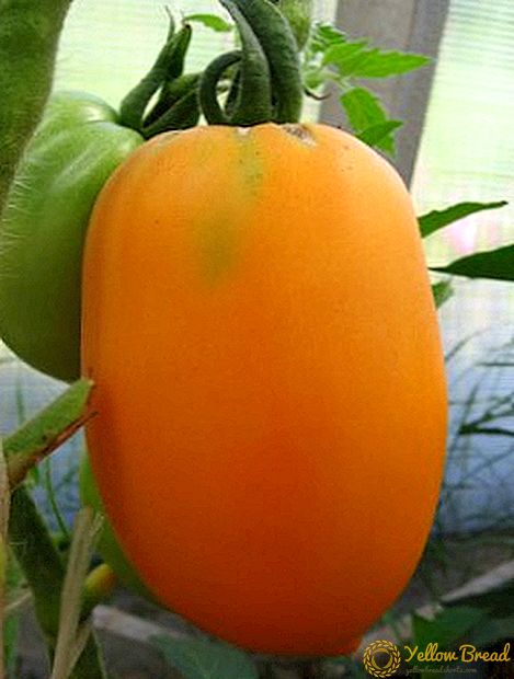 Sredneranny høykvalitets tomat av det sibirske utvalget Olesya