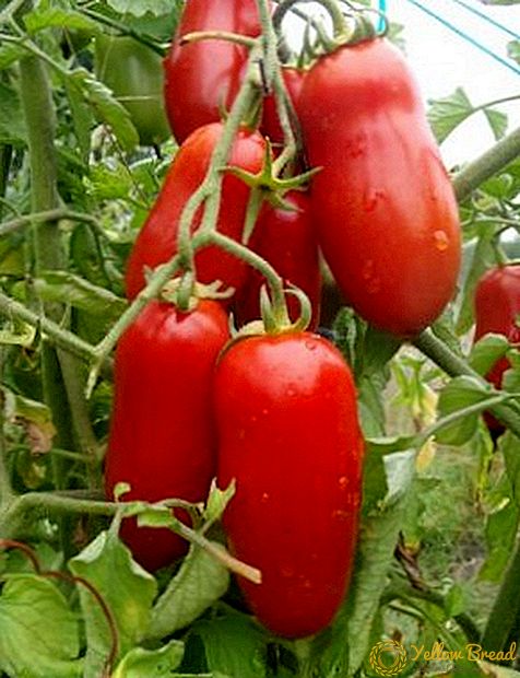 Nova vrsta domaćeg uzgoja: paradajz, Petrusha, baštovan
