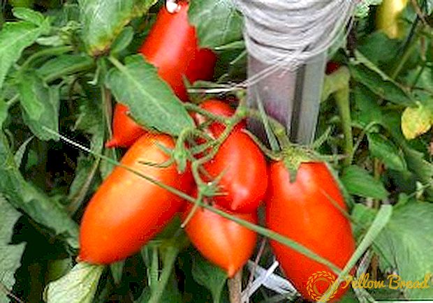 Originally soti nan Siberia: deskripsyon ak foto nan tomat Königsberg