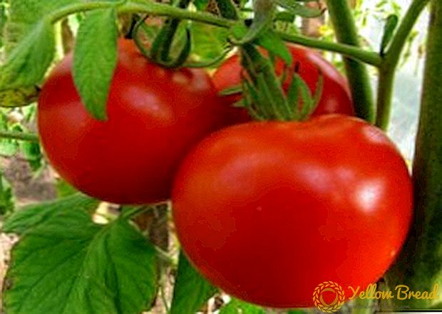 Pomidor partlamasının müxtəlif artım xüsusiyyətləri