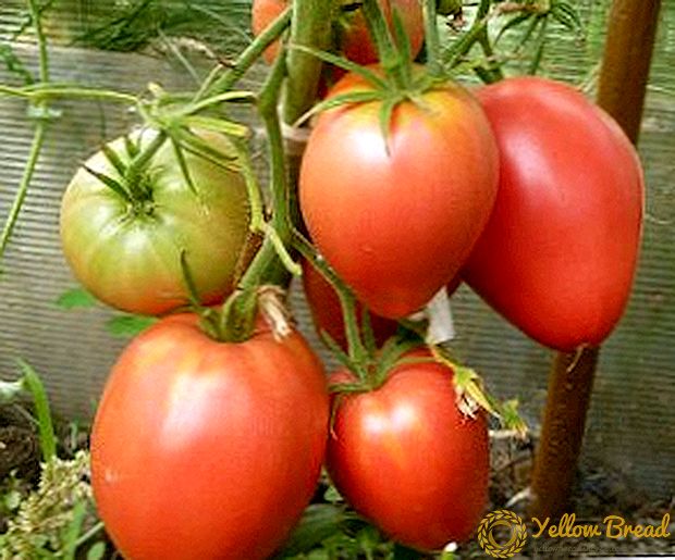 Karakteristikud ja iseloomulikud sordid tomat Mazarin