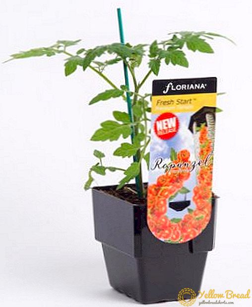 Bon plante ak karakteristik tomat 