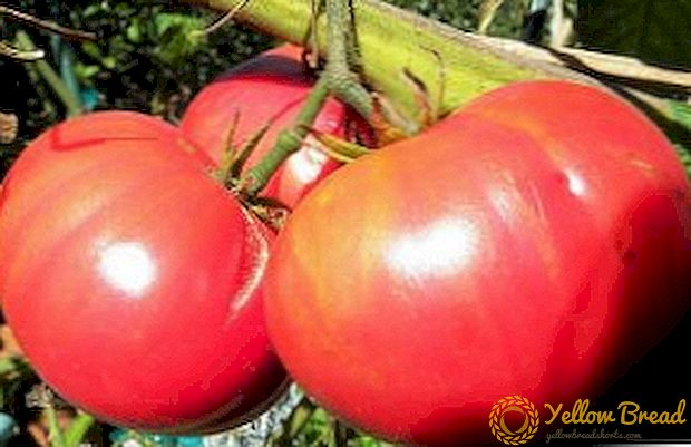 Echte reuzen: Pink Giant Tomatoes