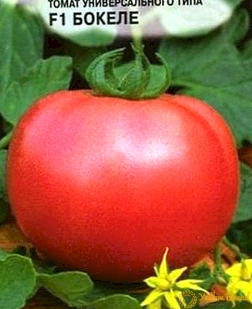 Pink bokle F1 tomato - an early ripe tomato of raspberry color