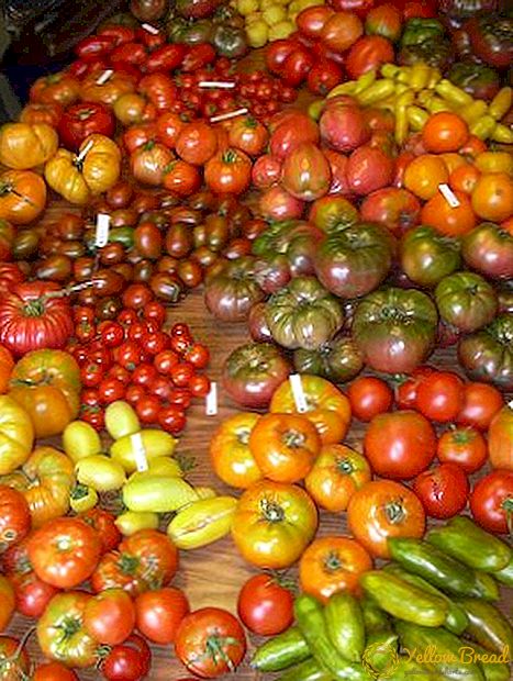 Varietas tomat sing paling apik kanggo wilayah Moskwa kanthi foto lan deskripsi