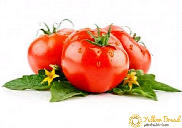 Najbolje sorte paradajza iz sibirskih uzgajivača