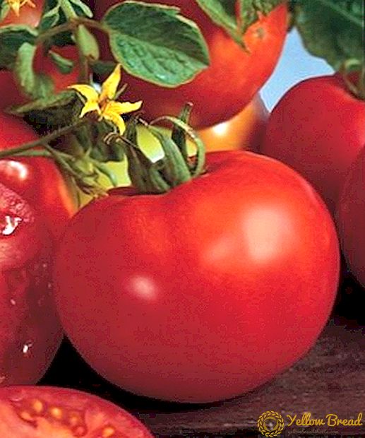 وصف الطماطم أفروديت f1 من التنويع المبكر جدا