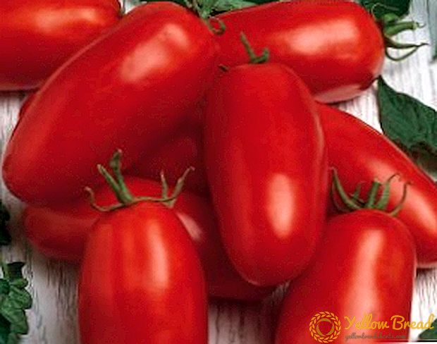 الطماطم كاسبار: وصف متنوعة والعائد
