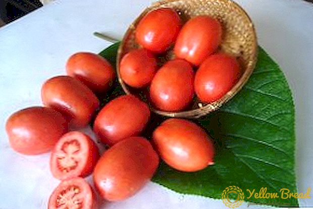 Šetalište paradajza: opis sorte, prinos, sadnja i negu
