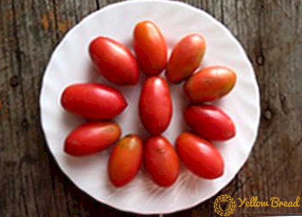ٹماٹر Chio-Chio-San - pickling کے لئے بہترین قسم