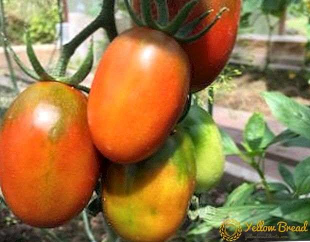 گوجه فرنگی Tomat De Barao - یک نوع منحصر به فرد با حمل و نقل بالا!