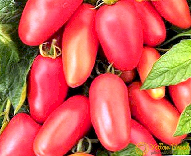 Uzunmüddətli meyvəli pomidor 