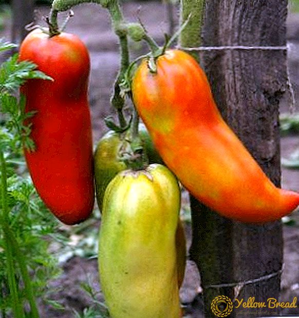 Pepper jeyan tomat - karakteristik pou pwodiksyon segondè