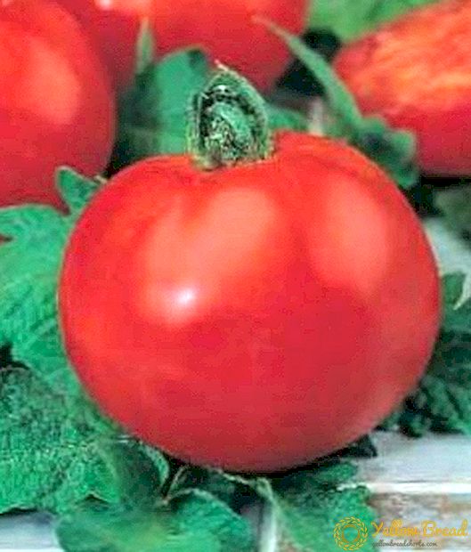 Tomatpulver karakteristisk og beskrivelse av sorten