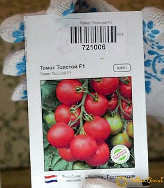 Tomat Tolstoy f1: Karakteristisk og beskrivelse af sorten