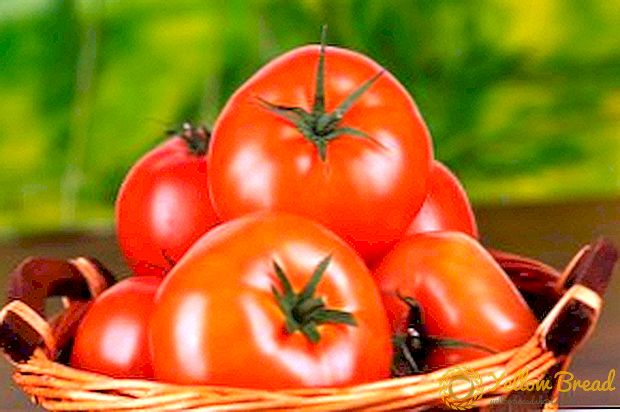 Bear paw tomato variety: characteristics, secrets of successful cultivation