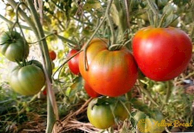 Sorte Tomate 