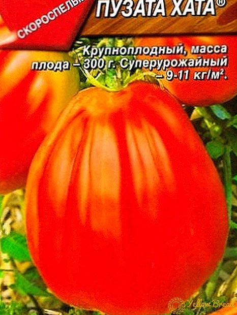 Pomidor müxtəlifliyi 