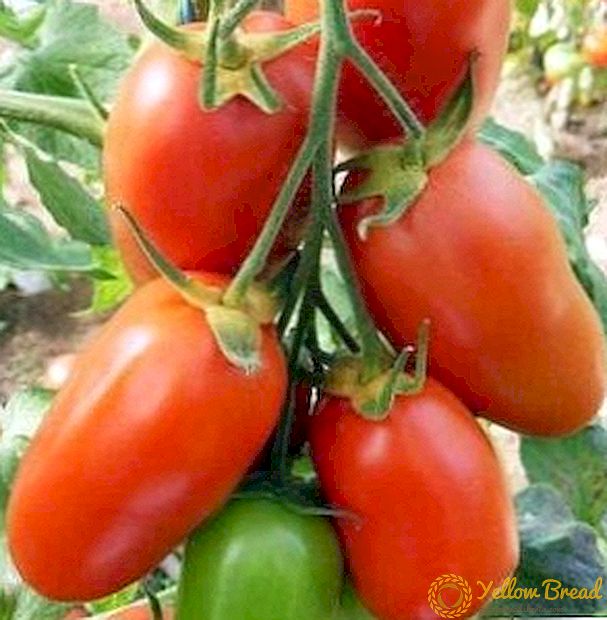 Rocket tomat sort: egenskaber, fordele og ulemper