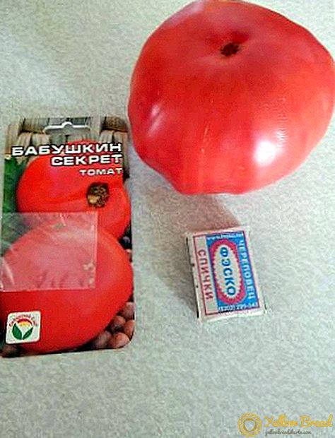 Tomaten Grandma's geheim: nou ja, heel groot