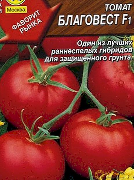 Sort Tomatid Blagovest: sordi omadused ja kirjeldus