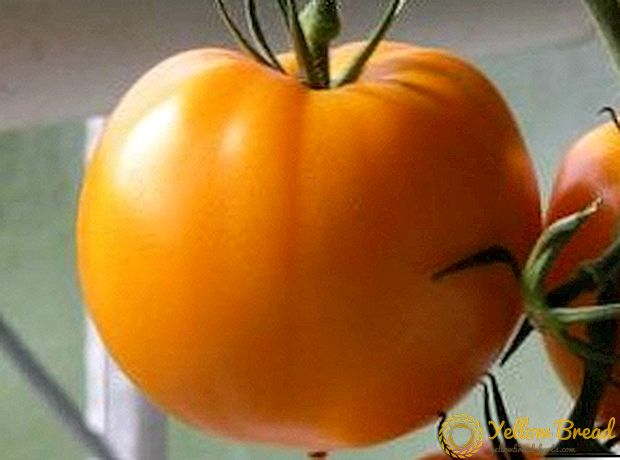 Tomat varieties 