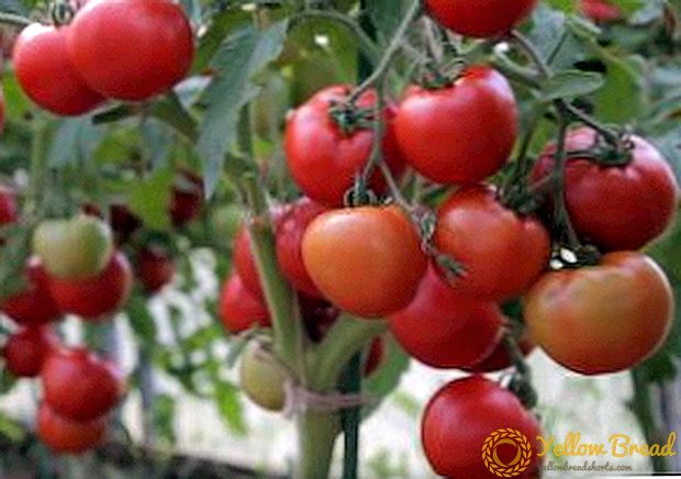토마토 종류 Lyubasha : 초기 토마토 품종 특징