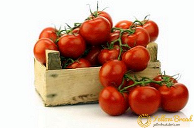 Tomaten Grandee: Eigenschaften, Beschreibung, Ertrag