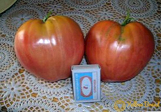 토마토 옥스 하트 : 성공적인 재배의 특징, 비밀