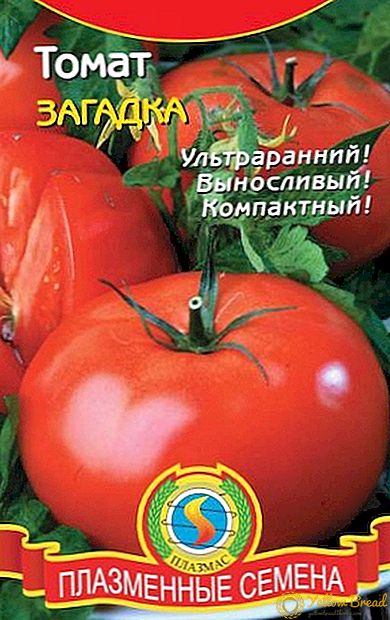 Sehr frühes frühes Wachstum Niedriges Tomaten-Rätsel
