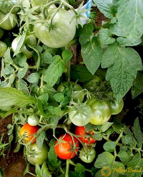 الخصائص الفصيلة من الطماطم 