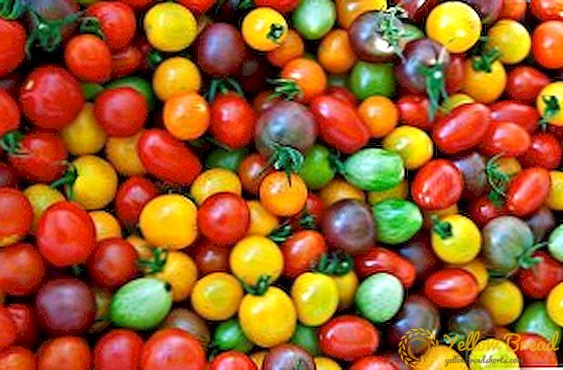 Memilih jenis tomato yang bertambah rendah untuk rumah hijau