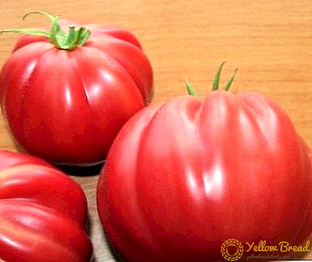 Produktivitet og beskrivelse af tomatsorter 