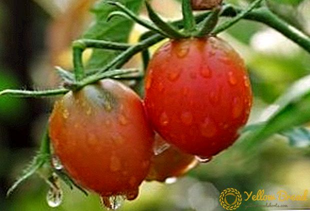 ویژگی های بهره وری و پرورش گوجه فرنگی پینک فلامینگو