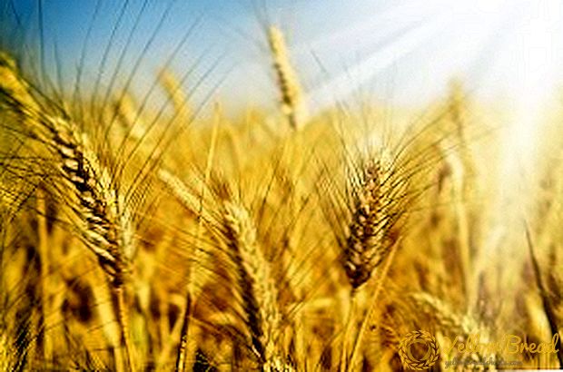 Winter wheat: the best representatives of the culture