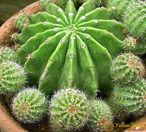 Alles wat u moet weten over de vegetatieve reproductie van cactussen