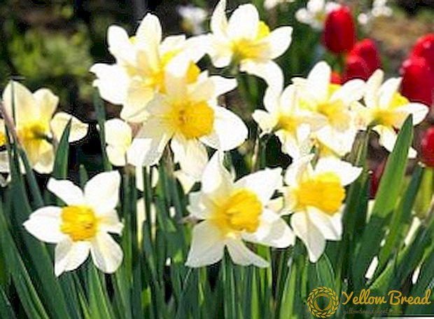 Cara menanam dan menumbuhkan daffodil di dacha