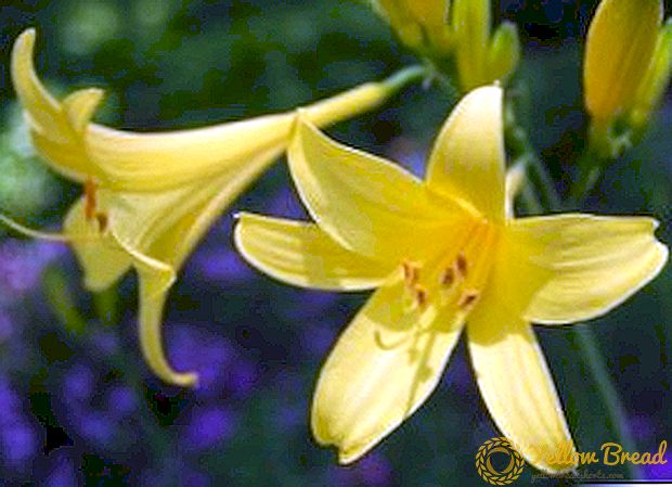 Egenskaber ved daylily dyrkning, hvordan man pleje en uhøjtidelig indbygger af blomsterbed