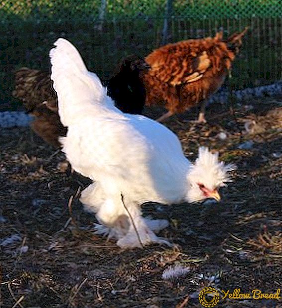 다차 (dacha)에서 닭장을 독립적으로 생산