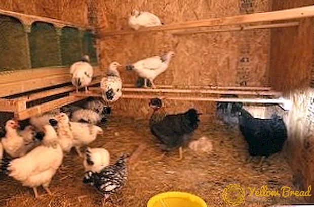 Belüftung im Hühnerstall, wozu dient es? Welche Arten von Belüftung gibt es?