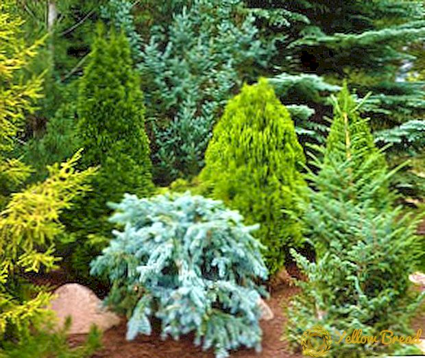 Video: coniferous plants on your site